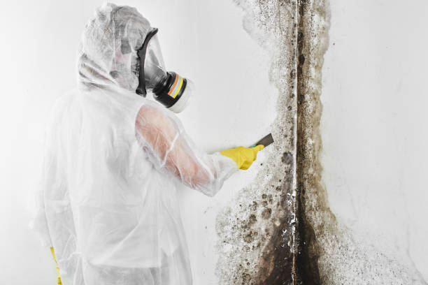 Best DIY Mold Remediation Support Services in Wyoming, OH