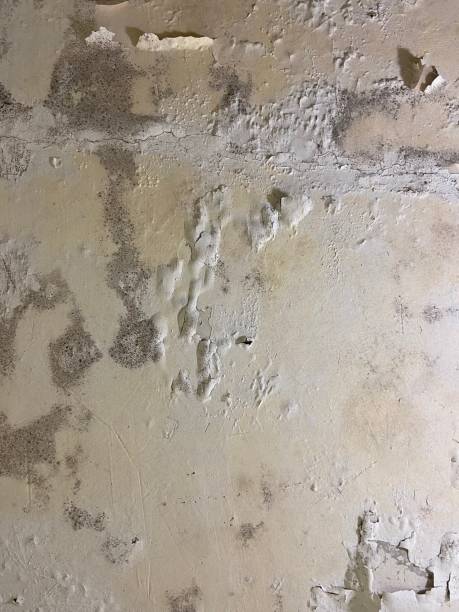 Best Crawl Space Mold Remediation in Wyoming, OH
